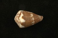 藏品(鼠芋螺)的圖片